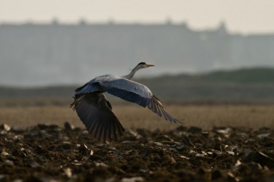 Airone cenerino